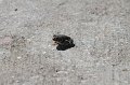 IMG_1719.CR2